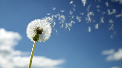 Obraz premium anemometer. Dandelion seeds spinning in the wind against a blue sky. ESG reports, sustainability campaigns, designed for environmental awareness campaigns, used by graphic designers. 