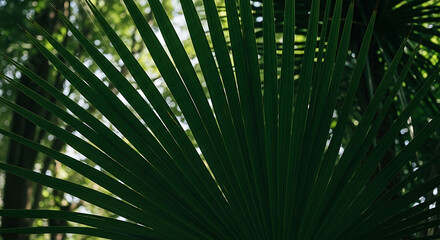 Obraz premium Majestic tropical nature closeup artistic palm leaves deep green abstract blur view exotic garden pa 13416550 1