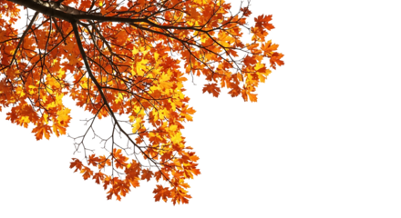 Autumn oak tree leaves in warm orange and red tones isolated on transparent background