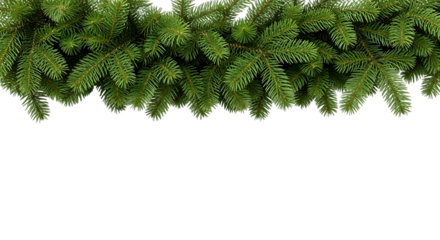 Green fir tree branches isolated on transparent background