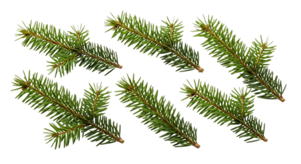 Several green fir tree branches isolated on transparent background
