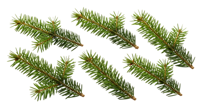 Several green fir tree branches isolated on transparent background