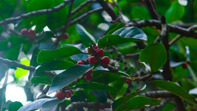 red berries on a tree