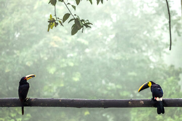 Obraz premium couple de Toucans, (Equateur)