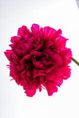 A stunning pink flower blooms beautifully, showcasing vibrant petals against a clean backdrop