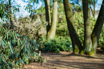 Lush green leaves and majestic trees form a tranquil setting in a beautiful garden