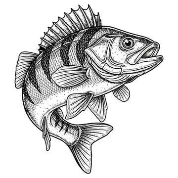 European perch fish fishing logo illustration vector image t shirt design