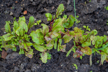 Vibrant beet greens stand tall in dark soil, showcasing their rich color and healthy growth