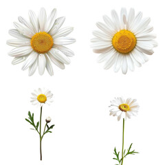 Fototapeta premium daisies isolated on white background