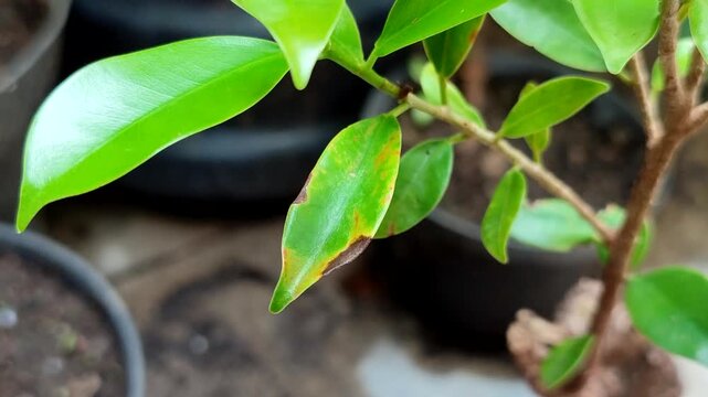 Plant leaves affected by leaf blight. This disease is caused by a water fungus infection known as Phytophthora colocasiae.