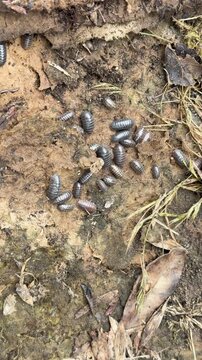 Pillbugs Crawling on Soil and Leaf Litter in Macro View