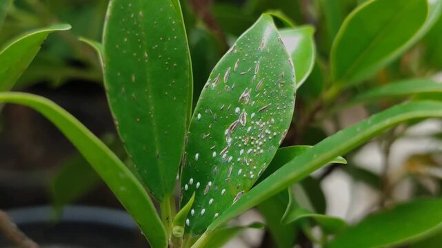 mealybugs on plant leaves. Mealybugs attack plants when the environment is high in humidity	