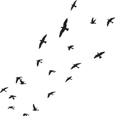 Fototapeta premium Flock of black birds flying in a white sky white background