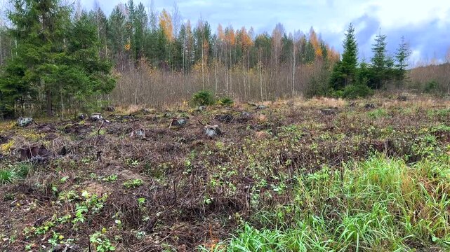 A large clear-cut area with numerous tree stumps in the foreground, bordering a mixed forest in late autumn with yellowing deciduous trees. Represents forestry, deforestation, and regeneration.
