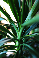 Close-Up of Vibrant Green Fronds in Sunlight: A Study in Natural Patterns and Textures