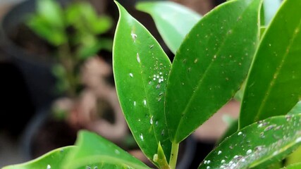 mealybugs on plant leaves. Mealybugs attack plants when the environment is high in humidity	