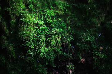 Obraz premium Lush Green Moss Covering Forest Floor in Natural Woodland Environment