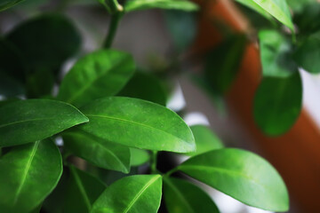 Vibrant Green Leaves of Indoor Plant in Natural Light for Fresh Decor Inspiration