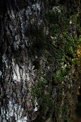 Close-Up of Moss on Tree Bark in Forested Environment with Textured Details
