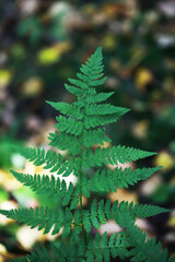 Vibrant Green Fern Leaf Against Blurred Forest Background