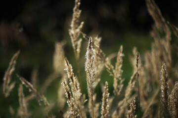 Fototapeta premium Golden Grass in Sunlight: Capturing Nature's Beauty and Serenity in a Lush Field