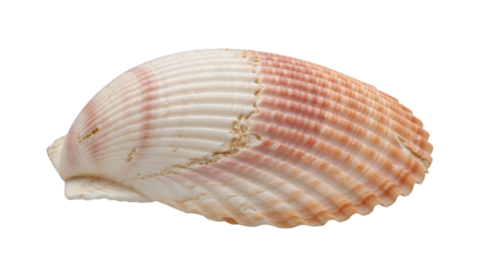 Natural ribbed seashell with realistic texture, displaying delicate pink and white hues, expertly photographed and isolated on transparent background for design assets