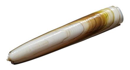 Realistic sea snail shell isolated on transparent background, smooth spiral form, soft shadows