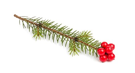 Festive Fir Branch with Red Berries on White Background Christmas Winter Holiday Decoration Element