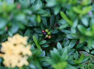 Tangut daphne fruits behind leaves