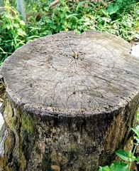 tree stump in the forest