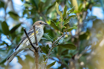 Yellow rumped warbler (Setophaga coronata) in Venice, Florida