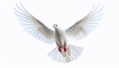 Fototapeta premium Majestic White Dove in Flight with Wings Spread Wide Against a Clean White Backdrop.