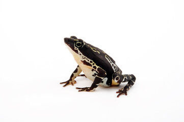 Pebas stubfoot toad // Stummelfußfrosch (Atelopus spumarius) - Suriname