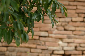 Green leaves on old brick wall texture background with copy space for text