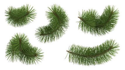 Elegant Christmas pine branches offer a festive touch for seasonal designs and holiday cheer