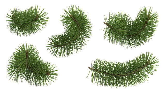 Elegant Christmas pine branches offer a festive touch for seasonal designs and holiday cheer - Powered by Adobe