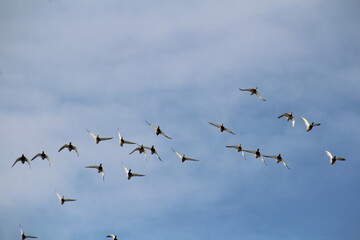 Flock Of Ducks, Elk Island National Park, Alberta