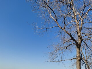 tree branches against blue sky