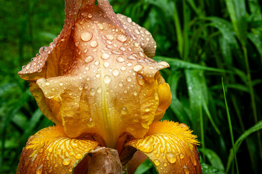 Bright, colorful flower with raindrops