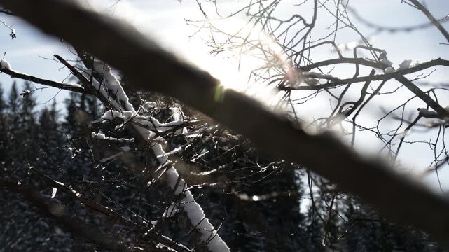 Against-the-sun shot in Gstaad, Switzerland, showing a frosted tree with icy branches, glowing sun flares, and sparkling snow crystals on a clear winter day.