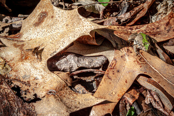 The frog and the fly in the leaves