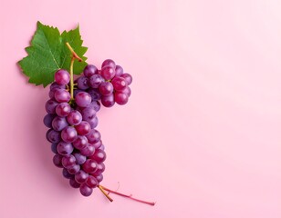 Bunch of ripe, purple grapes with a leaf on a vibrant pink background
