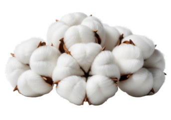 Soft fluffy cotton bolls for textile design projects, add a touch of natural elegance to your creative work with this organic element, perfect for sustainable themes