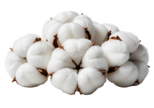 Soft fluffy cotton bolls for textile design projects, add a touch of natural elegance to your creative work with this organic element, perfect for sustainable themes