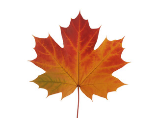 Obraz premium Maple leaf with autumn colors isolated on a transparent background