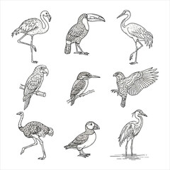 Obraz premium Vintage bird sketch set hand drawn vector