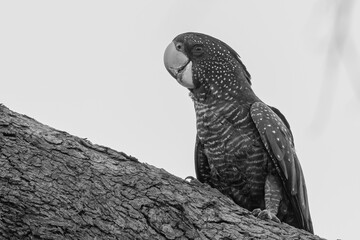 Female red-tailed black cockatoo (Calyptorhynchus banksii), Perth, Western Australia