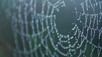 Dew-kissed spiderweb, intricate network of glistening water droplets - Powered by Adobe