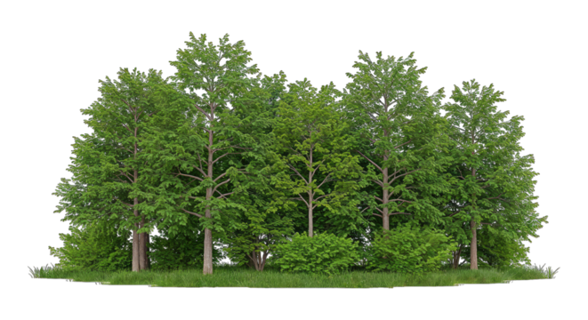 Lush forest trees with green foliage and grass texture elements