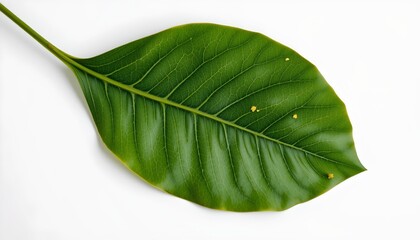Fototapeta premium An isolated leaf with visible veins and structure, lying against a white background.